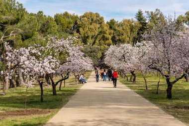 Public park called Quinta de los Molinos with the almond trees in bloom in Madrid, Spain