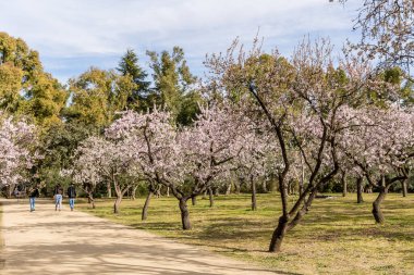 Public park called Quinta de los Molinos with the almond trees in bloom in Madrid, Spain