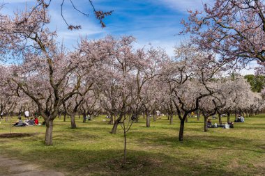 public park called Quinta de los Molinos with the almond trees in bloom in Madrid, Spain
