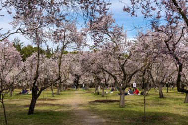 public park called Quinta de los Molinos with the almond trees in bloom in Madrid, Spain