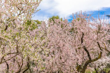 public park called Quinta de los Molinos with the almond trees in bloom in Madrid, Spain