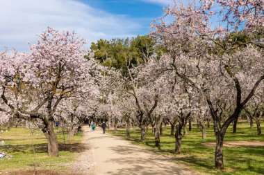 public park called Quinta de los Molinos with the almond trees in bloom in Madrid, Spain