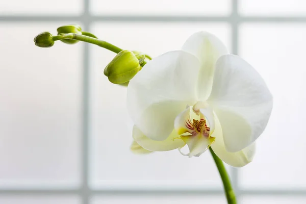 Flores Orquídea Blanca Variedad Phalaenopsis Con Cielo Fondo —  Fotos de Stock
