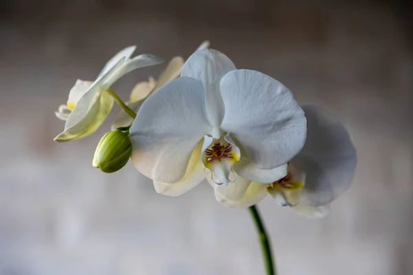 Flores Orquídea Blanca Variedad Phalaenopsis Con Cielo Fondo —  Fotos de Stock