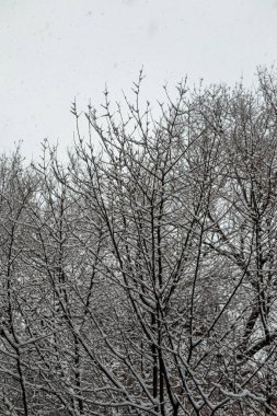 Gardens of a Madrid park covered by snow, in Canillas, Hortaleza neighborhood