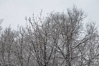 Gardens of a Madrid park covered by snow, in Canillas, Hortaleza neighborhood