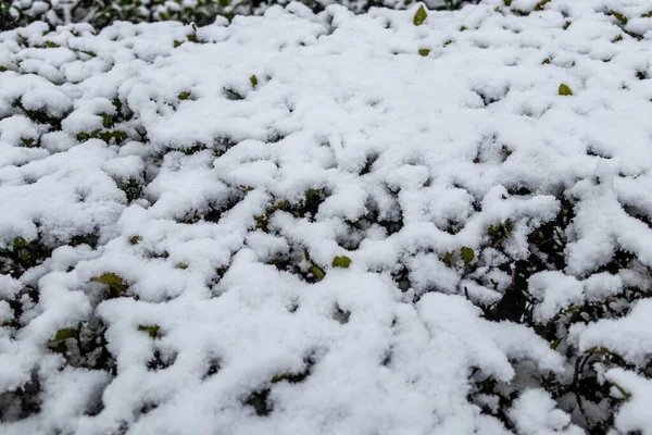 Gardens Madrid Park Covered Snow Canillas Hortaleza Neighborhood — Fotografia de Stock