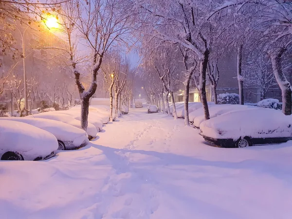 Snowscape in a park in Madrid due to the snowstorm Filomena.