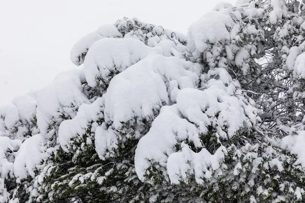 Snowscape Park Madrid Due Snowstorm Filomena Carabanchel Neighborhood Madrid — Fotografia de Stock