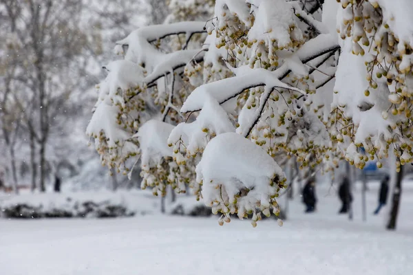 Snowscape Park Madrid Due Snowstorm Filomena Carabanchel Neighborhood Madrid — Fotografia de Stock