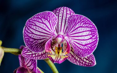 Purple orchid isolated on blue background