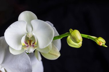 White orchid flowers, variety Phalaenopsis, on black background