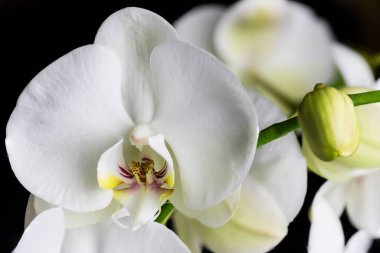White orchid flowers, variety Phalaenopsis, on black background