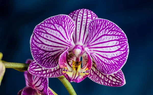 Purple Orchid Isolated Blue Background —  Fotos de Stock