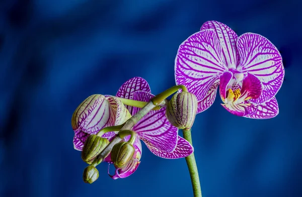 Purple Orchid Isolated Blue Background —  Fotos de Stock