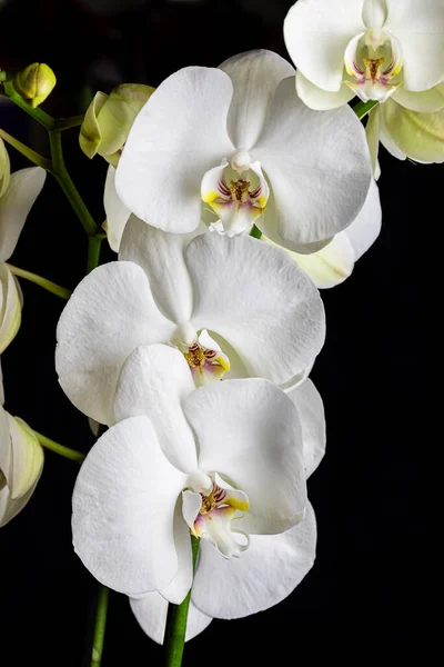 White Orchid Flowers Variety Phalaenopsis Black Background —  Fotos de Stock