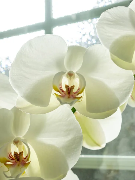 White Orchid Flowers Variety Phalaenopsis —  Fotos de Stock