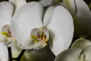 White orchid flowers, variety Phalaenopsis, on black background