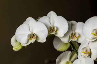 White orchid flowers, variety Phalaenopsis, on black background