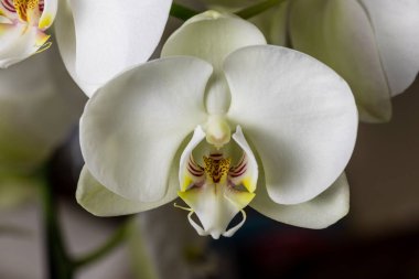 White orchid flowers, variety Phalaenopsis, on black background