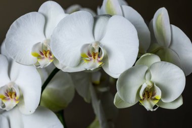 White orchid flowers, variety Phalaenopsis, on black background