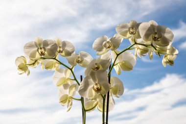 White orchid flowers, variety Phalaenopsis, on black background