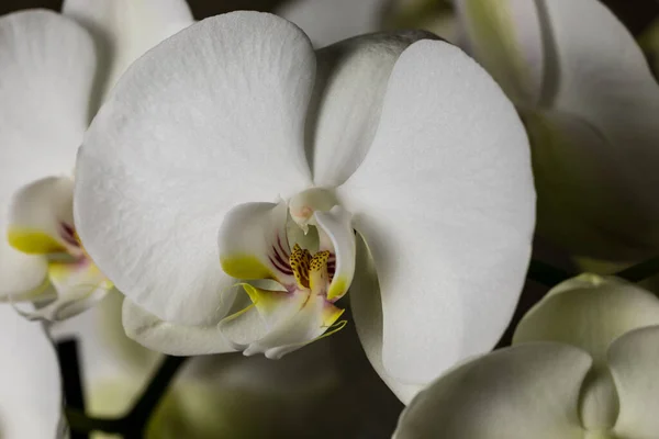White Orchid Flowers Variety Phalaenopsis Black Background —  Fotos de Stock