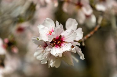 Almond trees in bloom in the public park of Quinta de los Molinos in Madrid