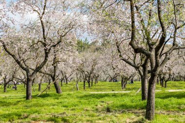 Almond trees in bloom in the public park of Quinta de los Molinos in Madrid