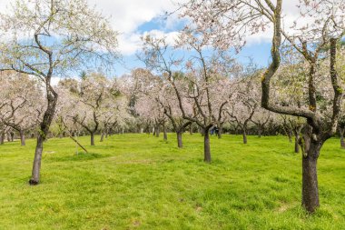 Almond trees in bloom in the public park of Quinta de los Molinos in Madrid