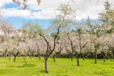 Almond trees in bloom in the public park of Quinta de los Molinos in Madrid