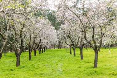 Almond trees in bloom in the public park of Quinta de los Molinos in Madrid