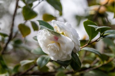 Camellia  flower grown in a garden in Madrid