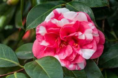 Camellia  flower grown in a garden in Madrid