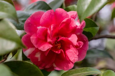 Camellia  flower grown in a garden in Madrid
