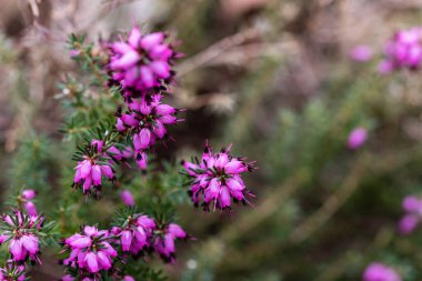 Erica flower grown in a garden in Madrid