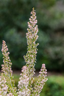 Erica flower grown in a garden in Madrid