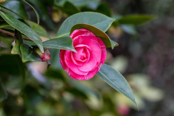 Camellia Flower Grown Garden Madrid — Stock Photo, Image