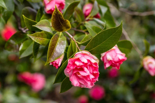Camellia Flower Grown Garden Madrid — Stock Photo, Image