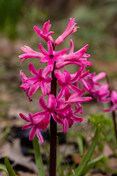 Hyacinthus Orientalisアメジストの花はマドリードの庭園で栽培されています — ストック写真