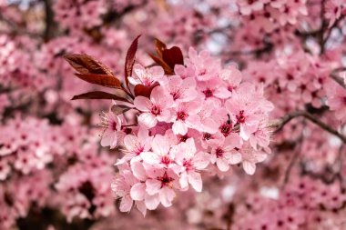 Cherry blossom, sakura flowers in a park in Madrid, Spain
