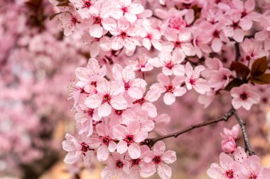 Cherry blossom, sakura flowers in a park in Madrid, Spain