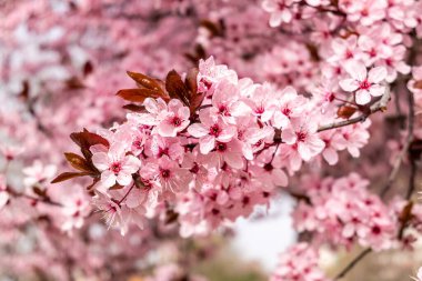 Cherry blossom, sakura flowers in a park in Madrid, Spain