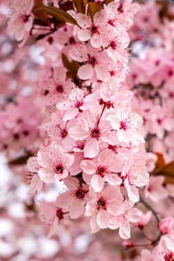 Cherry blossom, sakura flowers in a park in Madrid, Spain