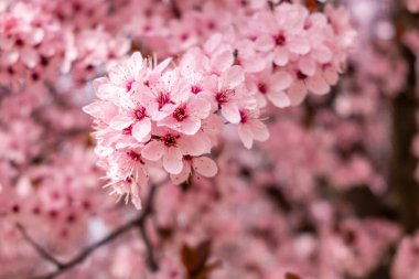 Cherry blossom, sakura flowers in a park in Madrid, Spain