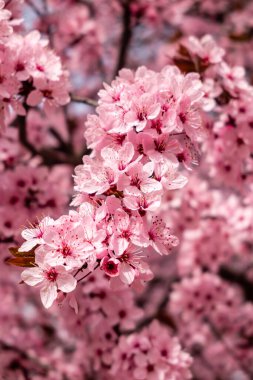 Cherry blossom, sakura flowers in a park in Madrid, Spain