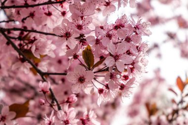Cherry blossom, sakura flowers in a park in Madrid, Spain