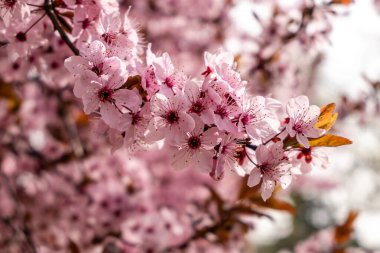 Cherry blossom, sakura flowers in a park in Madrid, Spain