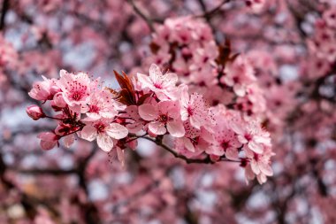 Cherry blossom, sakura flowers in a park in Madrid, Spain