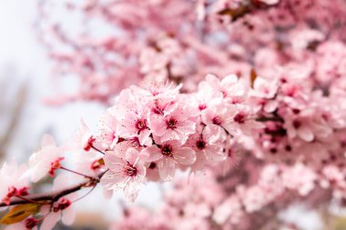 Cherry blossom, sakura flowers in a park in Madrid, Spain